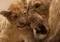 Copenhagen Zoo kills 4 lions, weeks after shooting giraffe